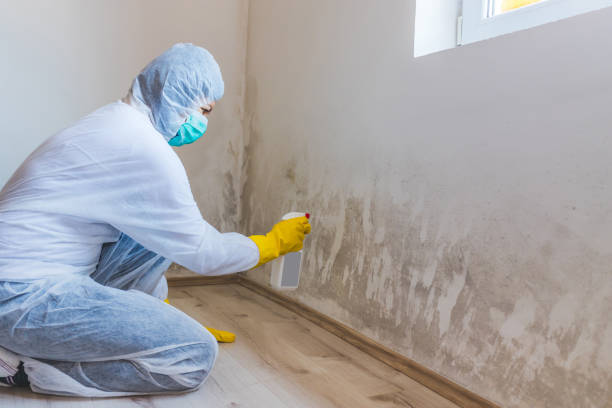 Licensed Mold Remediation service in Ivor, VA - 24 Hour Mold Removal