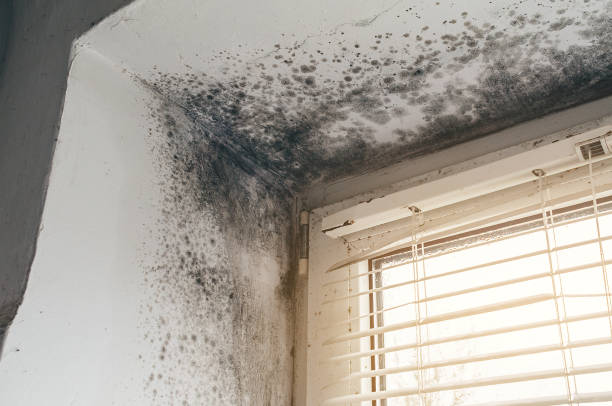 Affordable Mold Remediation solutions in Ivor, VA