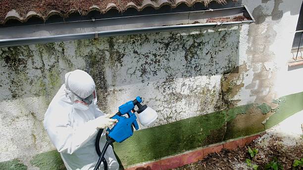 Top rated local Mold Remediation specialists in Ivor, VA